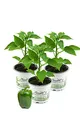 Grüner Paprika, Paprika Pflanze im 3er Set,3 grüne Paprikapflanzen im Topf