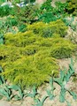Juniperus chinensis 'Goldfern' 20-25 cm – Winterhart, Immergrün, Pflegeleicht – Chinesischer Wacholder – Ziergehölz für Kübel & Beet
