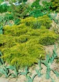 Pflanzen für Dich Konifere Juniperus chinensis Goldfern, 1 St., Chinesischer Wacholder, Goldwacholder, goldgelb, kompaktwachsend