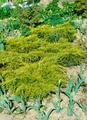 Juniperus chinensis 'Goldfern', Wacholder, goldgrün, 20–25 cm