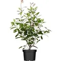 Photinia Fraseri Red Robin Glanzmispel Rot 80–100 cm