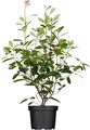 Photinia fraseri 'Red Robin', Glanzmispel, rot, 80–100 cm