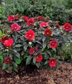 BALDUR Garten 1x Winterharter Hibiskus Summerific® Midnight Marvel, Pflanze im 9x9 cm-Topf, Staudenhibiskus, mehrjährig, Riesenblüten, blühend, Schnittblume, Hibiscus moscheutos