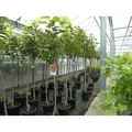 Kaki Baum 160-180 cm Sorte "Rojo Brilliante" Kakipflaume Pflanze