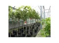 Kaki Baum 160-180 cm Sorte "Rojo Brilliante" Kakipflaume Pflanze