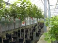 gruenwaren jakubik Obstpflanze Kaki Baum 160-180 cm Sorte "Rojo Brilliante" Kakipflaume Pflanze