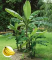 BALDUR Garten Bananenbaum Winterharte Banane 'grün', 1 St., Bananenstauden, winterhart, mehrjährig, pflegeleicht