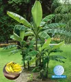 Winterharte Banane 'grün',1 Pfl. Faserbanane Bananenbaum Musa basjoo