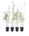 4 Stk. Schwarzer Bambus - Fargesia nitida Black Pearl - keine Wurzelausläufer - schnell wachsend - winterhart - ideal für Hecken und Kübel - 30/40 cm hoch, im Topf (4)