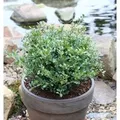 Löffel Ilex Dark Green 30-40cm - Ilex crenata