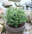 Löffel Ilex Dark Green 30-40cm - Ilex crenata