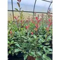 Photinia Fraseri Red Robin Glanzmispel Rot 2 Liter Container
