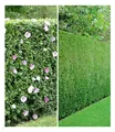BALDUR Garten 10er Gemischte Hecken-Kollektion, je 5 Pflanzen Hibiskus-Hecke und Leyland-Zypressen-Hecke, winterhart, blühend, Hibiscus syriacus, Cupressocyparis leylandii