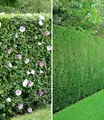 BALDUR Garten Hecken Gemischte Hecken-Kollektion, 10 St., Leyland-zypressen-hecke, winterhart, mehrjährig, blickdicht
