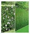 Gemischte Hecken-Kollektion, 10 Pflanzen 5 Hibiskus- u. 5 Leyland-Zypressen
