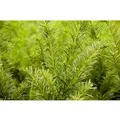 Taxus media 'Tymon' 50-60 cm