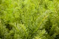 Pflanzen für Dich Konifere Taxus media Tymon, 1 St., Becher-Eibe, immergrün, schnittverträglich