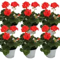 Geranien stehend - Pelargonium zonale - 12cm Topf - Set mit 6 Pflanzen - orange