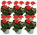 Exotenherz Beetpflanze Geranien stehend Pelargonium zonale ver. Farben 12cm Topf 6 Pflanzen