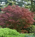 Japanischer Fächer Ahorn Rhode Island Red 30-40cm - Acer palmatum