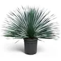 Sunny-Tree Mediterrane Yucca Rostrata Blue Blue Palmlilie Winterharte Pflanze bis -20°C Ideal für Garten & Terrasse