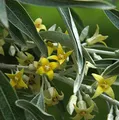 Schmalblättrige Ölweide 60-80cm - Elaeagnus angustifolia - lebende Gartenpflanze aus den Baumschulen