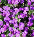 Blaukissen Kitty - Aubrieta cultorum