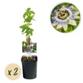 Passionsblume - Passiflora caerulea - Blüte Blau mit Grün Weiß - Wenig Pflege -