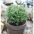 Niedriger Bergilex Stechpalme 15-20cm - ilex crenata