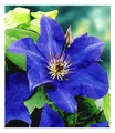 Blaue Clematis 'The President' , 1 Pflanze, winterhart, Kletterpflanzen