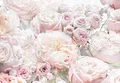 Komar Fototapete |Spring | Tapete, Wanddekoration, Rosen, Rosentapete, Schlafzimmer, Romantik, Blumenmotiv | Größe: 368 x 254 cm | 8-976