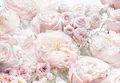 Fototapete KOMAR SPRING ROSES, 8 Teile, BxH 368 x 254  cm