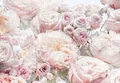Komar | Papier Fototapete | Spring Roses | Größe 368 x 254 cm