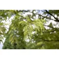 Metasequoia Glyptostroboides Urweltmammutbaum 60–100 cm