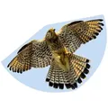 Günther Drache "FALKE" - (L)68 x (B)122 cm