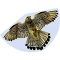 Günther Flugspiele Einleiner Drachen FALKE Spannweite (Details) 920mm Windstärken-Eignung 3 - 6 bft