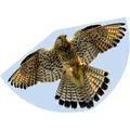 FALKE Kinderdrachen