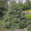 Silberzypresse Boulevard 20-25cm - Chamaecyparis pisifera