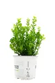 Ilex crenata 'Robustico', Japanische Stechpalme, immergrün, 20–25 cm