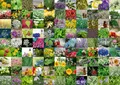 Ravensburger Puzzle 12000073-99 Kräuter und Gewürze - 1000 Teile Puzzle für Erwachsene und Kinder ab 14 Jahren