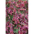 Cytisus Scoparius Besenginster Roter Favorit 40-60 cm