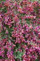 Cytisus scoparius 'Roter Favorit' 40-60 cm – Winterhart, Mehrjährig, Pflegeleicht – Besenginster – Zierstrauch für Garten & Beet