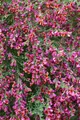 Pflanzen für Dich Gehölze Cytisus scop. Roter Favorit, 1 St., Besen-Ginster, Besenginster, Gemeiner Ginster, Ginsterstrauch