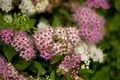 Spiraea japonica 'Shirobana' 20-30 cm - Japanische Spiere, weiße und rosa Blüten, Blütezeit Juni-August, ideal für Beete, pflegeleicht und winterhart