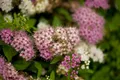 Spiraea japonica 'Shirobana', Japanische Spiere, mehrfarbig, 20–30 cm