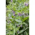 Symphytum Officinale Echter Beinwell Ca. 11x11 cm Topf