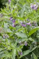 Symphytum officinale, Beinwell, ca. 11x11 cm Topf, robust
