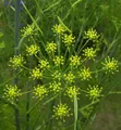 Fenchel - Foeniculum vulgare
