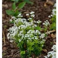 Waldmeister - Galium odoratum