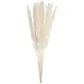 Butlers Trockenblumen, Beige, Naturmaterialien, 30 cm, Dekoration, Blumen & Zubehör, Trockenblumen